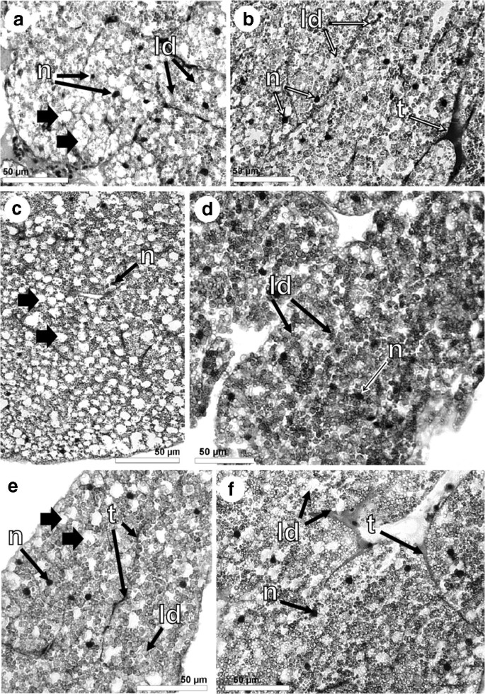 Effects Of The Entomopathogenic Fungus Metarhizium Flavoviride On The Fat Body Lipid Composition Of Zophobas Morio Larvae Coleoptera Tenebrionidae Springerlink