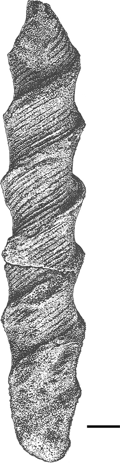 A dictionary of the fossils of Pennsylvania and neighboring states named in  the reports and catalogues of the survey  Paleontology. fig. 67, showing  a group of fragments assigned (where found