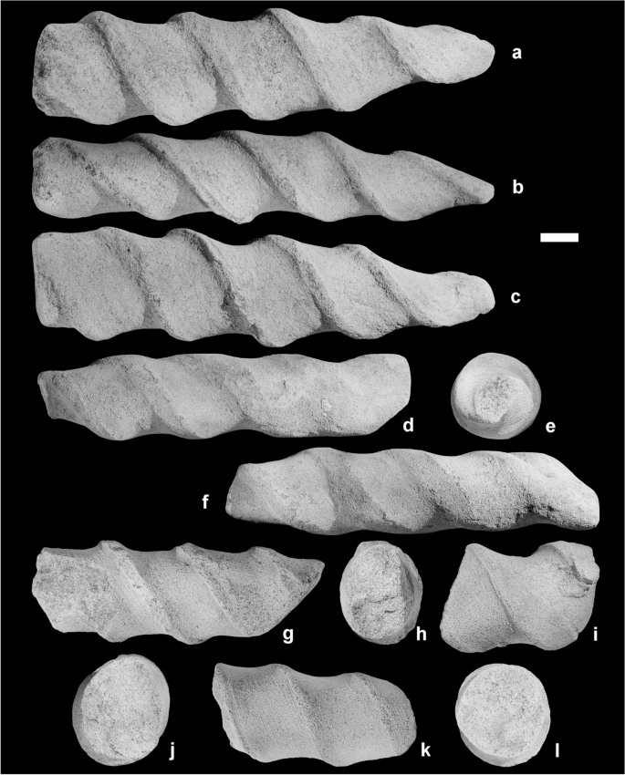 The Erroneous Chondrichthyan Egg Case Assignments From The Devonian Implications For The Knowledge On The Evolution Of The Reproductive Strategy Within Chondrichthyans Springerlink