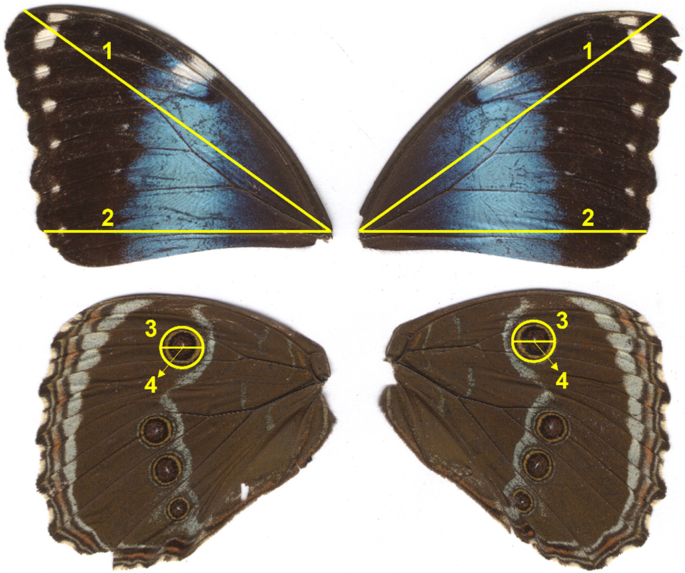 garter belt with chains What the powder on butterfly wings really is and how it protects them main image 0