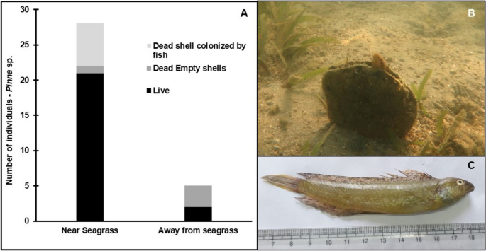 Life in the dead shell: utilization of dead Pinna shells by the blenny ...