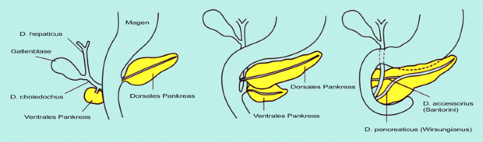 Pankreas Teil I Springerlink