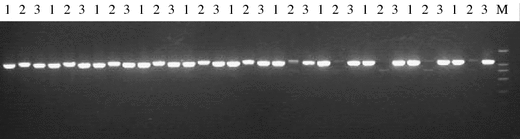 Molecular Validation Of Multiple Allele Inheritance For Dominant Genic Male Sterility Gene In Brassica Napus L Springerlink Molecular Validation Of Multiple Allele Inheritance For Dominant Genic Male Sterility Gene In Brassica Napus L Springerlink