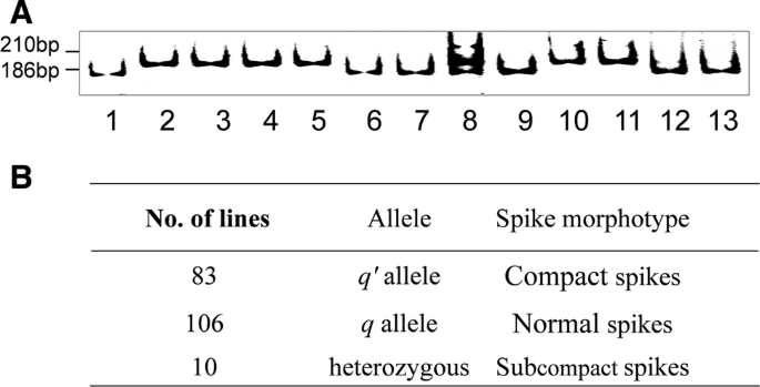 Phenotype of wild-type Supi 3 and mutant wh. (A) spikes, (B) leaf