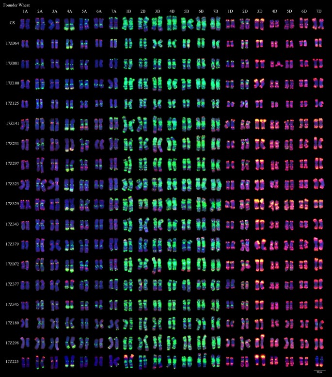 Structural Chromosome Rearrangements And Polymorphisms Identified In Chinese Wheat Cultivars By High Resolution Multiplex Oligonucleotide Fish Springerlink