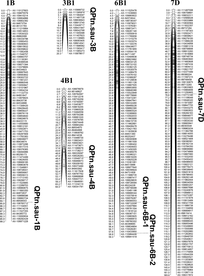 A 55 K Snp Array Based Genetic Map And Its Utilization In Qtl Mapping For Productive Tiller Number In Common Wheat Springerlink A 55 K Snp Array Based Genetic Map And Its Utilization In Qtl Mapping For Productive Tiller Number In Common Wheat Springerlink