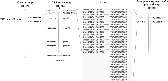 A 55 K Snp Array Based Genetic Map And Its Utilization In Qtl Mapping For Productive Tiller Number In Common Wheat Springerlink A 55 K Snp Array Based Genetic Map And Its Utilization In Qtl Mapping For Productive Tiller Number In Common Wheat Springerlink