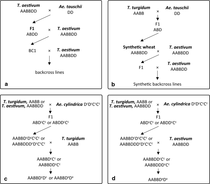 Broadening The Bread Wheat D Genome Springerlink