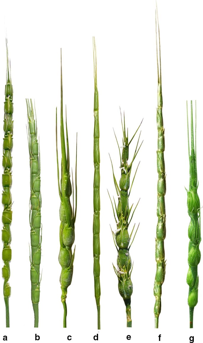 Broadening The Bread Wheat D Genome Springerlink Broadening The Bread Wheat D Genome Springerlink