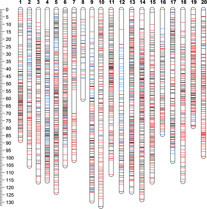 High-density linkage maps and loci for berry color and flower sex ...