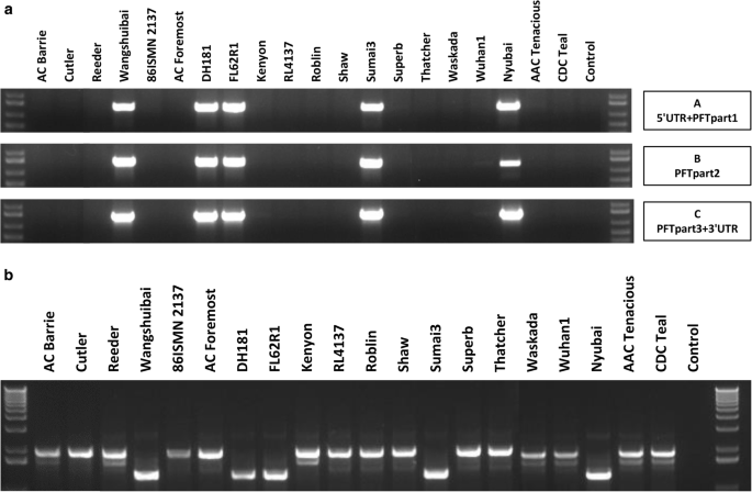 Frontiers Meta Analysis Of The Qtlome Of Fusarium Head Blight Resistance In Bread Wheat Refining The Current Puzzle Plant Science
