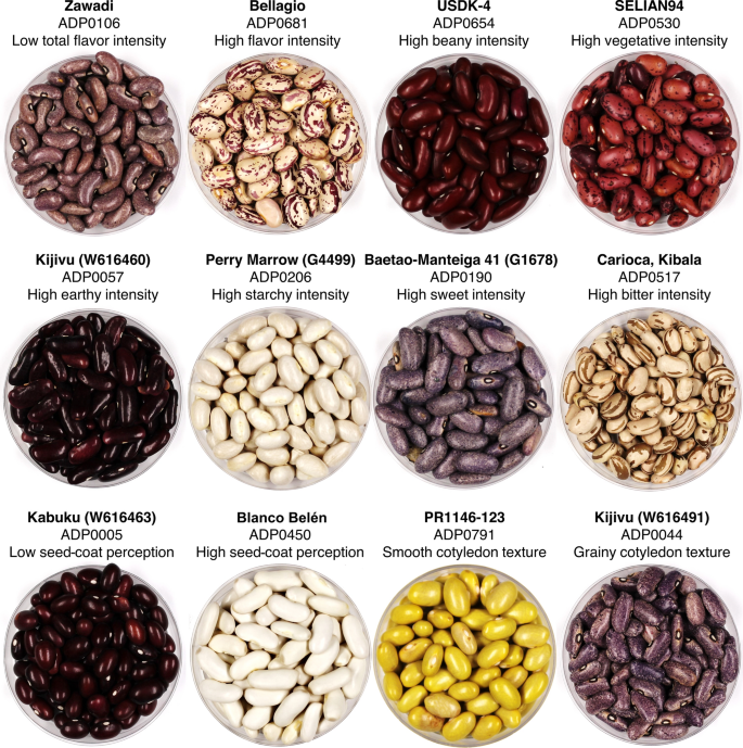 Genetic Variability And Genome Wide Association Analysis Of Flavor And Texture In Cooked Beans Phaseolus Vulgaris L Springerlink