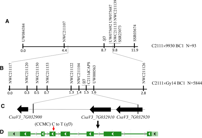 Csktn1 For A Katanin P60 Subunit Is Associated With The Regulation Of Fruit Elongation In Cucumber Cucumis Sativus L Springerlink