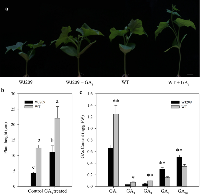A Mutation In Lacdwarf1 Results In A Ga Deficient Dwarf Phenotype In Sponge Gourd Luffa Acutangula Springerlink