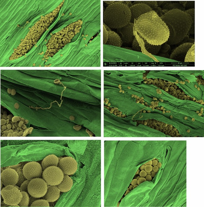 BED-domain-containing immune receptors confer diverse resistance spectra to  yellow rust