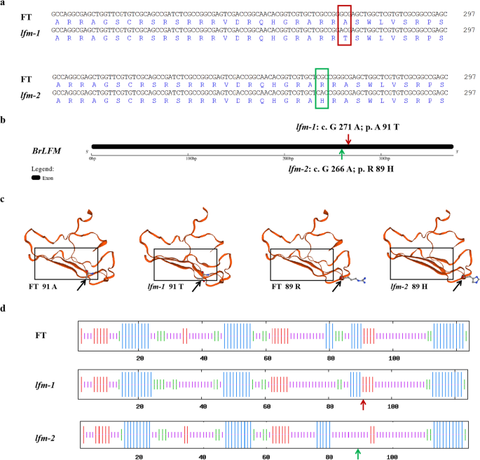 Genome-wide transcriptome analysis reveals molecular pathways involved in  leafy head formation of Chinese cabbage (Brassica rapa)