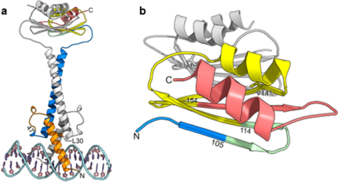 A single-nucleotide insertion in Rxp confers durable resistance to ...