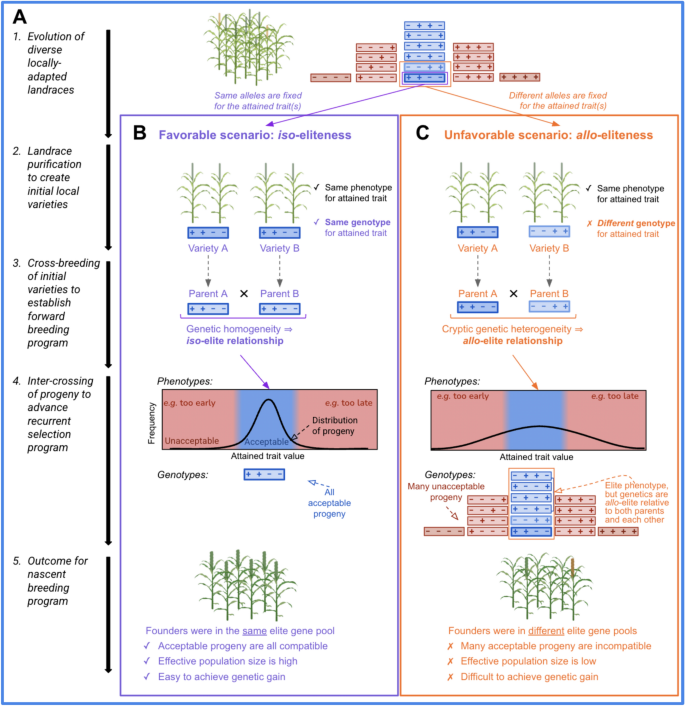 Gene Pool Inbreeding Genomic approaches to build de novo elite breeding gene pools from ...