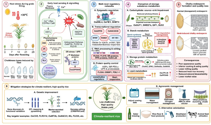 https://media.springernature.com/lw685/springer-static/image/art%3A10.1007%2Fs00122-026-05292-9/MediaObjects/122_2026_5292_Figa_HTML.png
