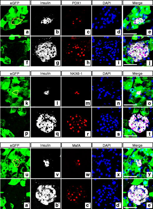 Activation Of Glp 1 And Gastrin Signalling Induces In Vivo Reprogramming Of Pancreatic Exocrine Cells Into Beta Cells In Mice Springerlink