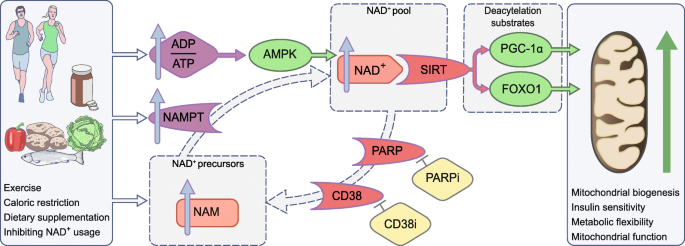 NAD+ metabolism as a target for metabolic health: have we found the silver  bullet? | SpringerLink