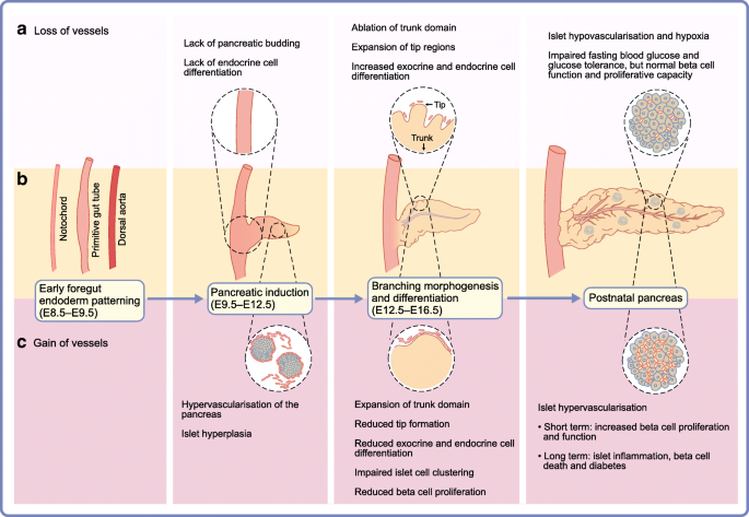 Vegf A And Blood Vessels A Beta Cell Perspective Springerlink Vegf A And Blood Vessels A Beta Cell Perspective Springerlink