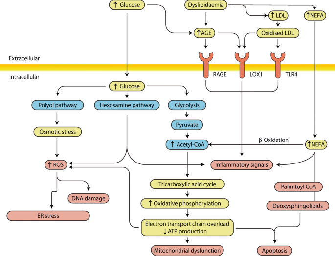 Echocardiographic assessment of the myocardial dysfunction in diabetes