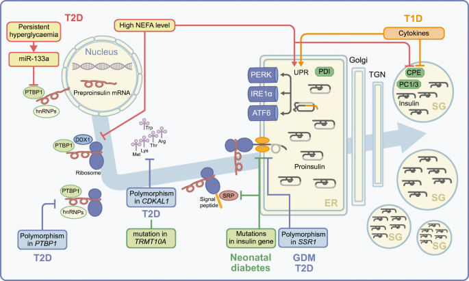 insulin in health and disease