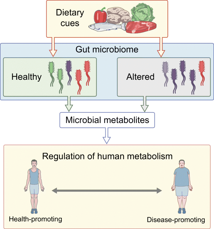 Intestinal microbial metabolites in human metabolism and type 2 diabetes |  SpringerLink