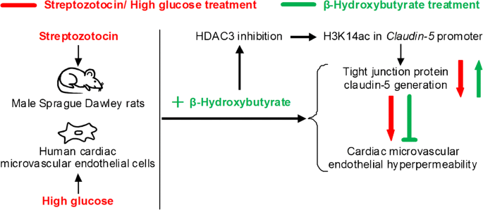 β-Hydroxybutyrate inhibits histone deacetylase 3 to promote claudin-5 generation and attenuate cardiac microvascular hyperpermeability in diabetes - SpringerLink