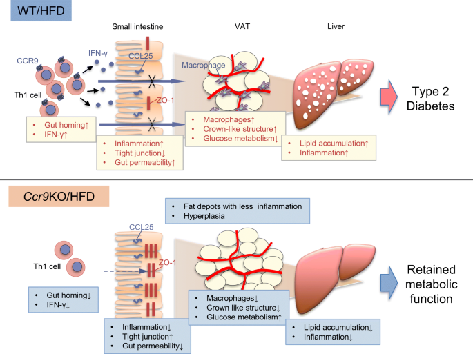 C C Motif Chemokine Receptor 9 Regulates Obesity Induced Insulin Resistance Via Inflammation Of The Small Intestine In Mice Springerlink C C Motif Chemokine Receptor 9 Regulates Obesity Induced Insulin Resistance Via Inflammation Of The Small Intestine In Mice Springerlink