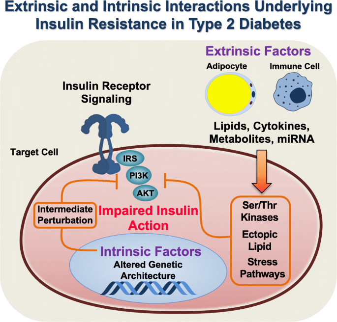 Defining the underlying defect in insulin action in type 2 diabetes |  SpringerLink