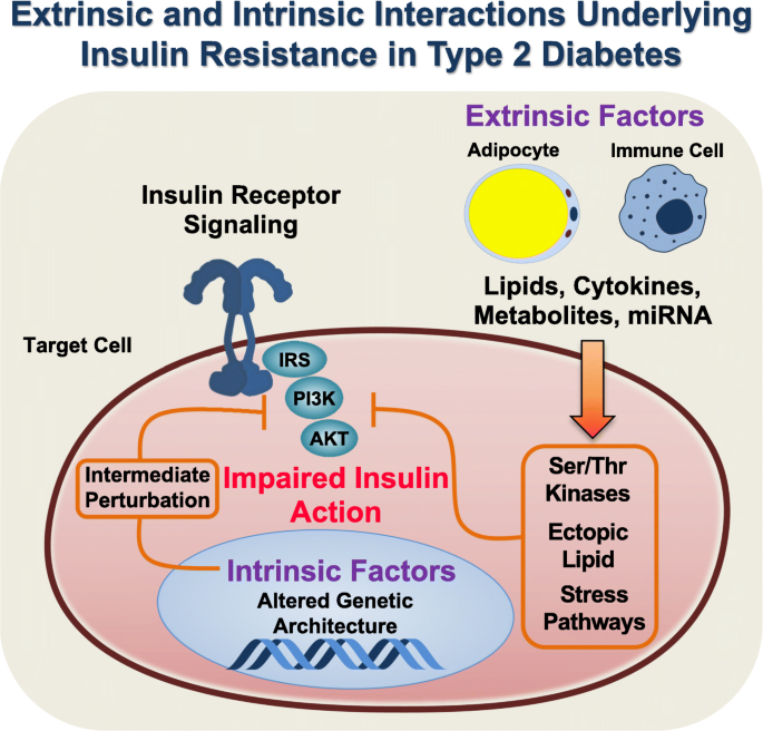Defining The Underlying Defect In Insulin Action In Type 2 Diabetes |  Springerlink