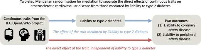 Separating the direct effects of traits on atherosclerotic cardiovascular disease from those mediated by type 2 diabetes