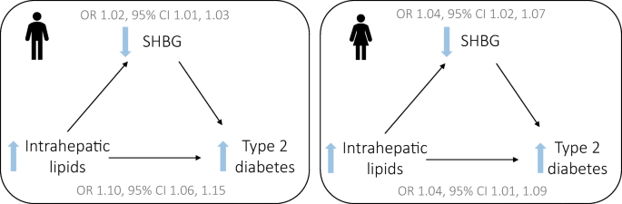 Serum sex hormone-binding globulin is a mediator of the association between  intrahepatic lipid content and type 2 diabetes: the Maastricht Study |  SpringerLink