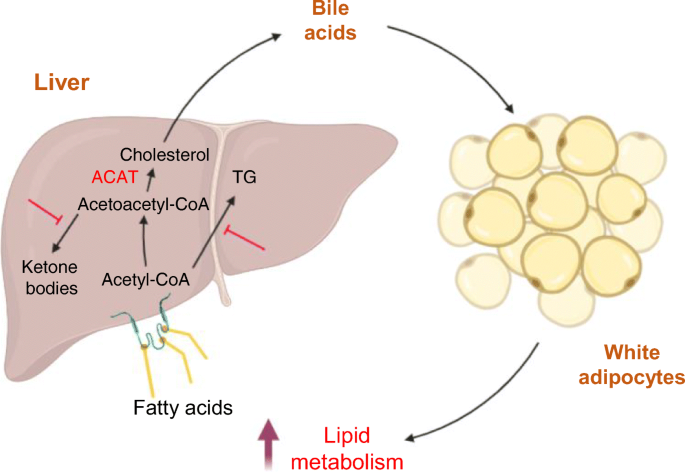 Hepatic Acat2 overexpression promotes systemic cholesterol metabolism and  adipose lipid metabolism in mice | SpringerLink