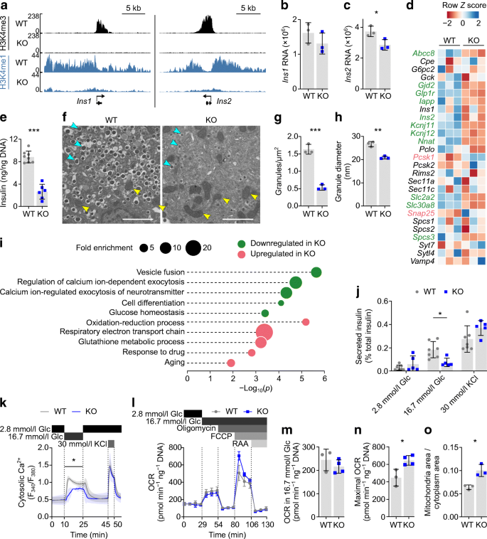 Histone methyltransferases Setd1b increases H3K4me3 level to