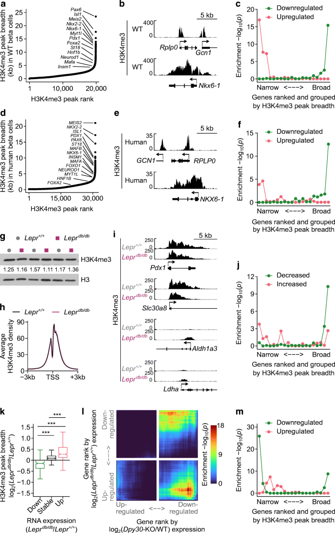 Histone methyltransferases Setd1b increases H3K4me3 level to