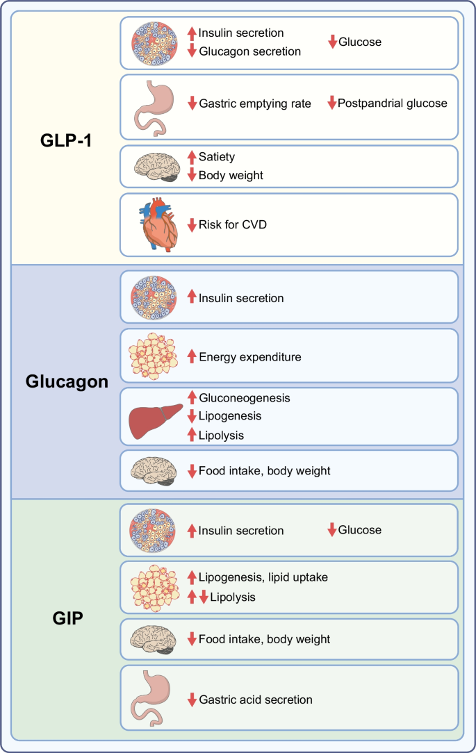 long term glp 1 side effects GLP-1 diabetes and weight-loss drug effects: 