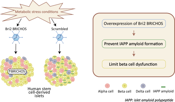 Bri2 BRICHOS domain inhibits IAPP amyloid formation and improves beta ...
