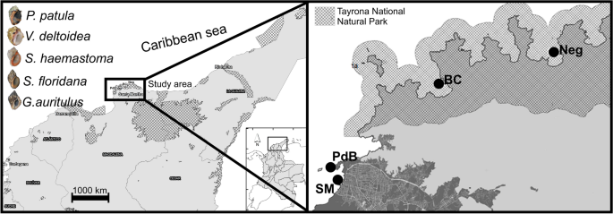 Imposex Incidence In Gastropod Species From Santa Marta Coastal Zone Colombian Caribbean Sea Springerlink