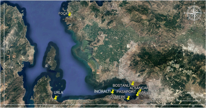 Frontiers  Characteristics of Whale Müller Glia in Primary and  Immortalized Cultures