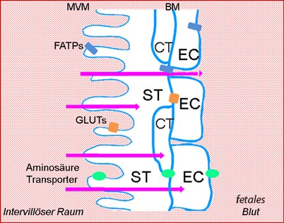 Physiologie Der Plazenta Springerlink