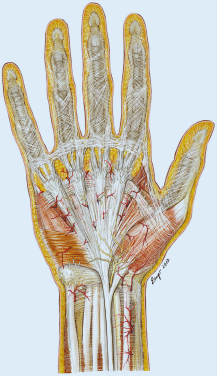 Das Fibrose Skelett Der Hand Springerlink
