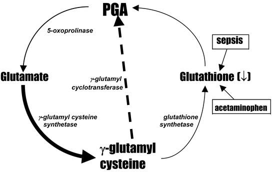 metabolic acidosis and glutathione Unexplained metabolic acidosis in critically ill patients: the role of  pyroglutamic acid | Intensive Care Medicine