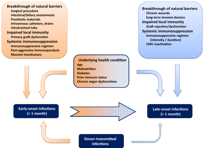 Diagnostic and therapeutic approach to infectious diseases in 
