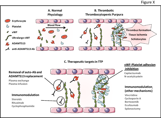thrombotic thrombocytopenic purpura pathophysiology