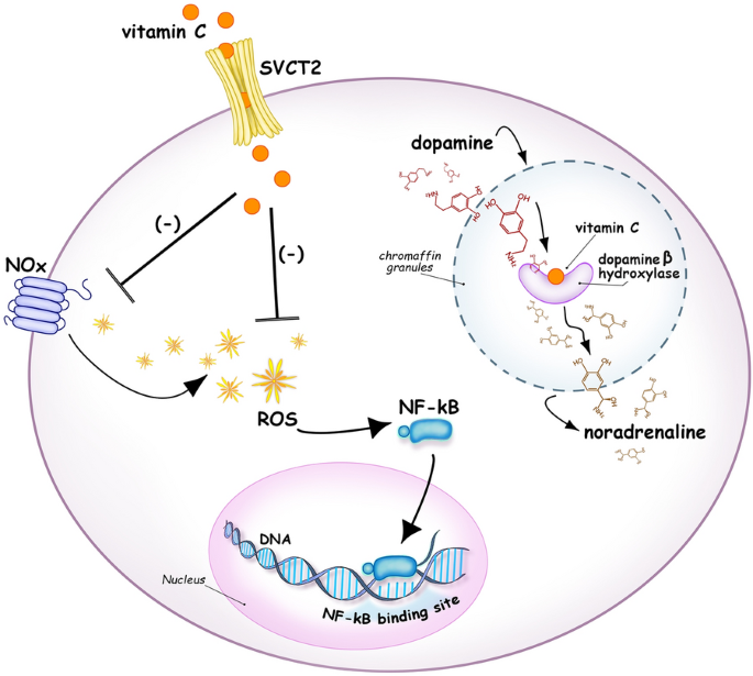 Vitamin C and thiamine for sepsis: time to go back to fundamental  principles | SpringerLink