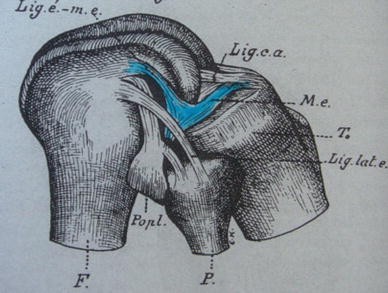 Historical Perspective On The Discovery Of The Anterolateral Ligament Of The Knee Springerlink