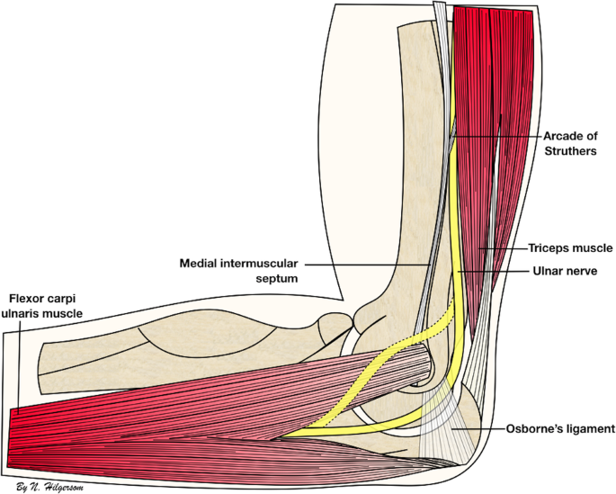 Locating The Ulnar Nerve During Elbow Arthroscopy Using Palpation Is Only Accurate Proximal To The Medial Epicondyle Springerlink